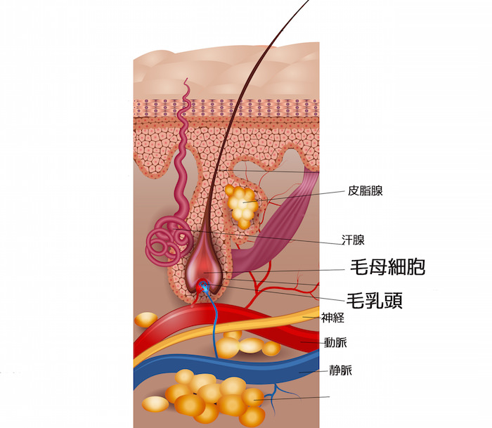 Labeled Skin And Hair Anatomy. Detailed Medical Illustration.