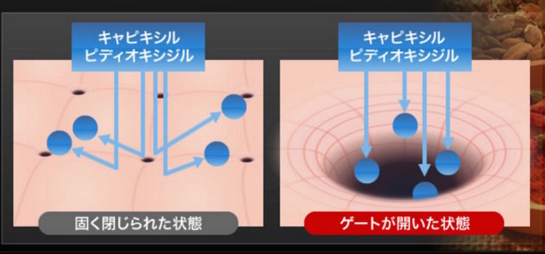 フィンジアの工夫　ゲートアクセスとカプサイシン