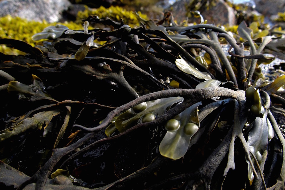 seaweed-991706_1280