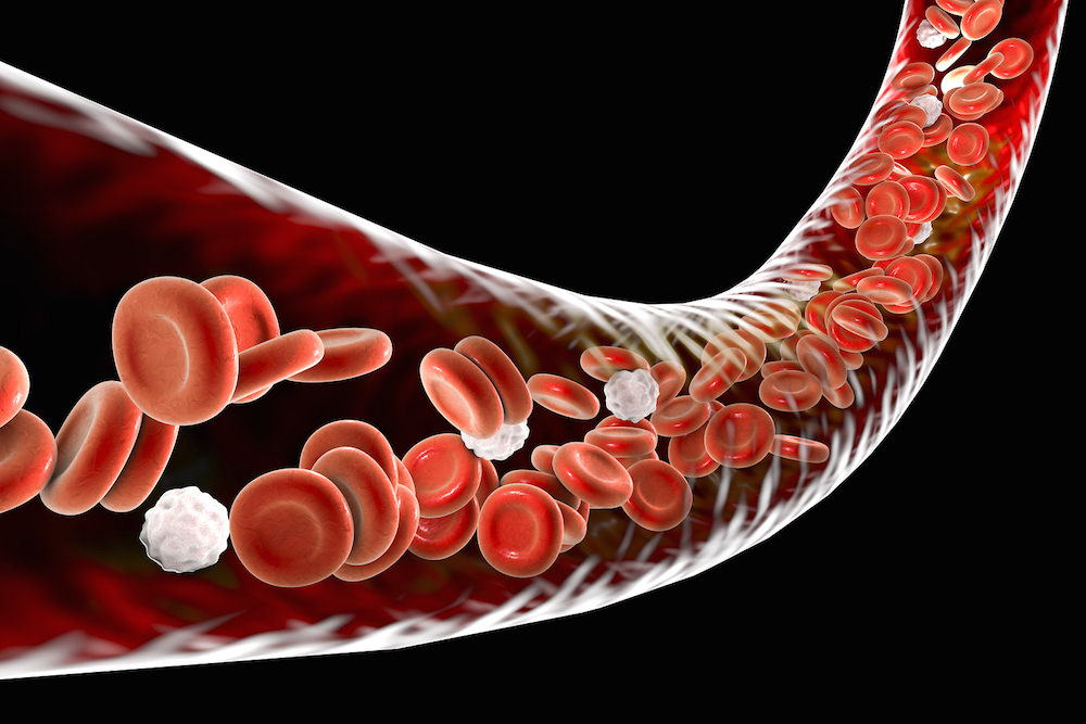 Blood vessel with flowing blood cells, 3D illustration